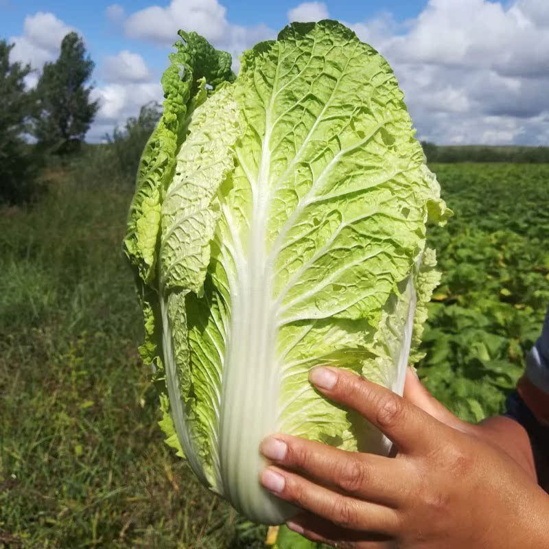 盛夏大白菜种子抗热黄心菜种籽夏季耐热早熟高产秋季抗病蔬菜种孑-图1