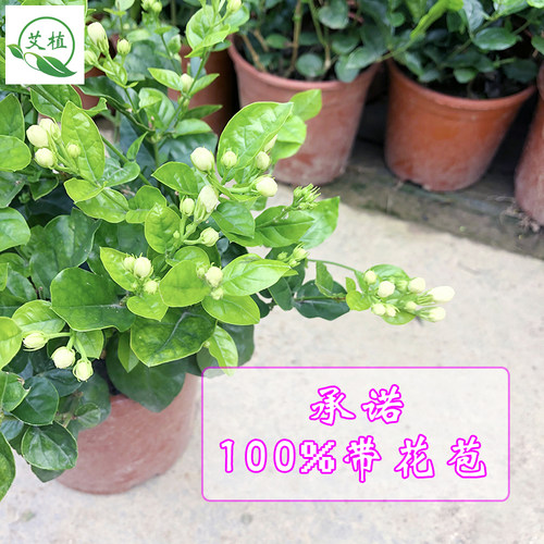 茉莉花盆栽带花苞虎头茉莉重瓣清香花苗植物阳台窗台多年生长绿植 - 图1