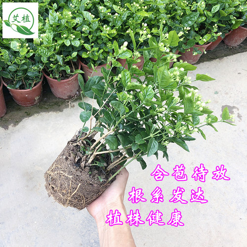 茉莉花盆栽带花苞虎头茉莉重瓣清香花苗植物阳台窗台多年生长绿植 - 图2