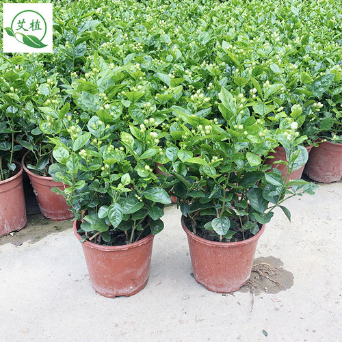 茉莉花盆栽带花苞虎头茉莉重瓣清香花苗植物阳台窗台多年生长绿植 - 图0