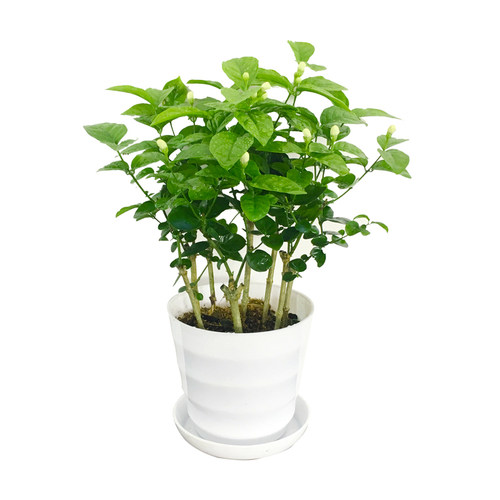 茉莉花盆栽带花苞虎头茉莉重瓣清香花苗植物阳台窗台多年生长绿植 - 图3