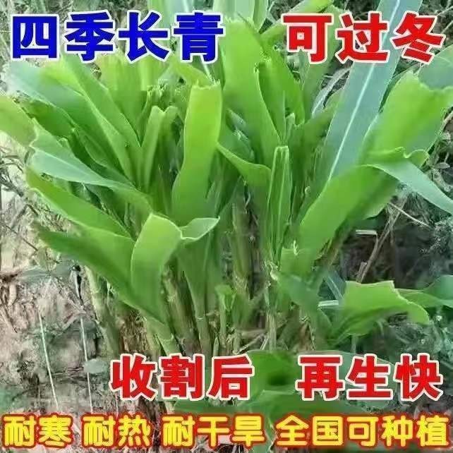 耐寒甜象草3号大叶无毛多年生牧草种子四季常青高产养牛羊鱼草籽