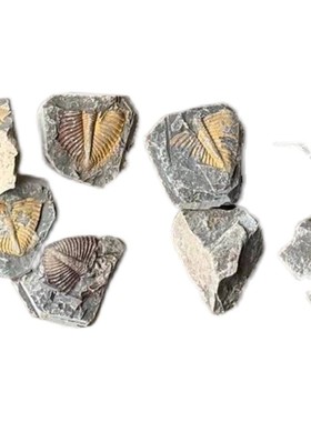 2026天然三叶虫真化石标本尾古生物化石教学科普礼物陨石矿石菊石