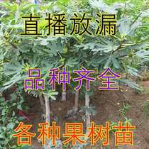 One-for-one-shoot with fruit tree Miao Wooden Frame Shipping Balcony Patio Cultivation Grape Pomegranate Without Fig Chino