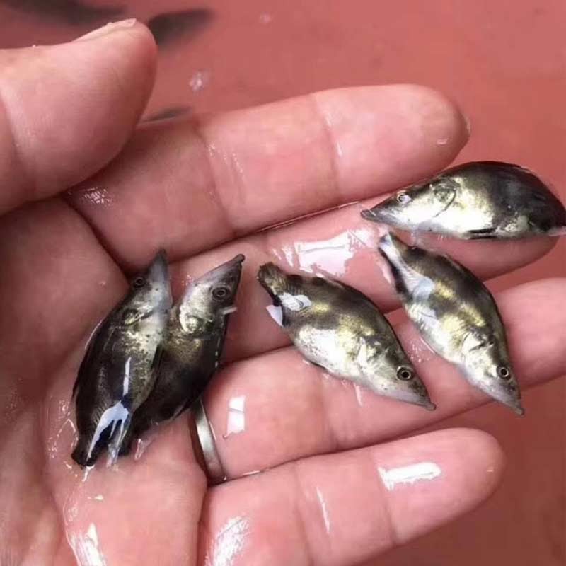 正宗鳜鱼苗淡水养殖食用活体翘嘴鳜鱼贵鱼苗冷水路亚凶猛桂花鱼苗-图0