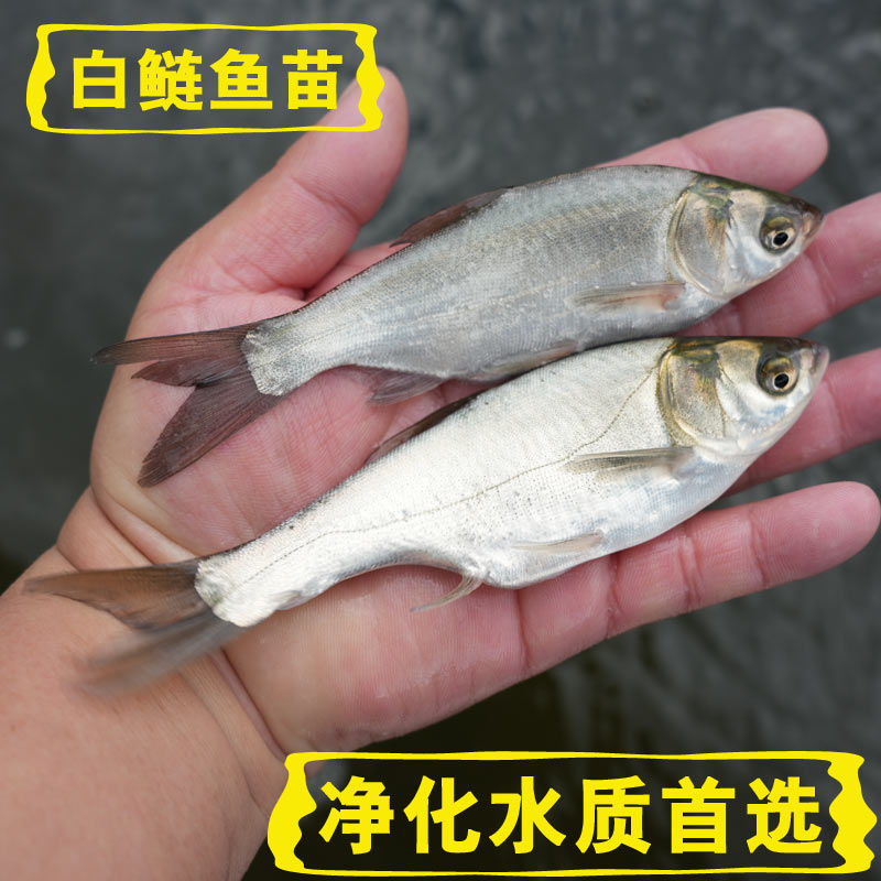 白鲢鱼苗淡水养殖食用大型鱼鲢鱼鳊鱼水鲢鲢子鳙鱼跳鲢冷水观赏鱼