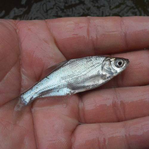 鳊鱼苗淡水养殖食用扁鱼苗活体三角鲂团头鲂边鱼苗超好养武昌鱼苗 - 图0