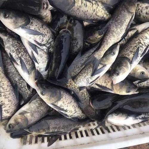 花鲢鱼苗淡水好养殖半斤鲢鳙鱼苗胖头鱼鳊鱼四大家鱼雄鱼大头鱼苗 - 图2