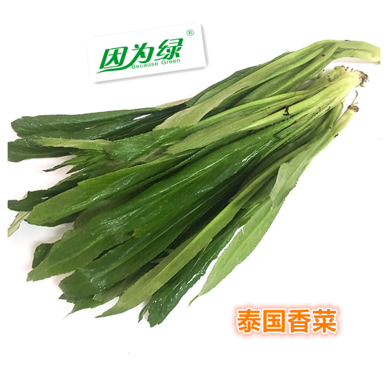 新鲜带根大香菜 泰国香菜 刺芫茜  刺芹芫荽 江浙沪皖5件包邮 - 图0