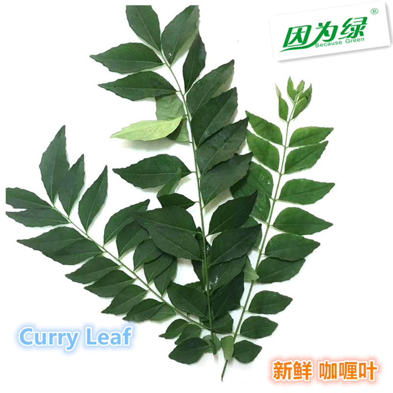 新鲜香料 咖喱叶 curry leave 250g 江浙沪皖5件包邮 - 图1