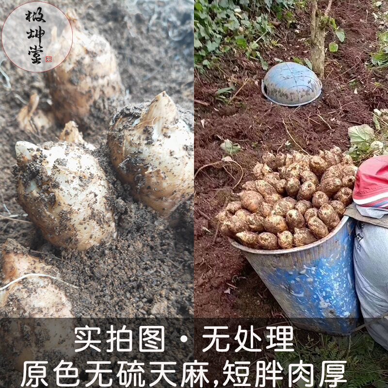 正品大500g野生云南昭通乌特级天麻 极坤堂天麻