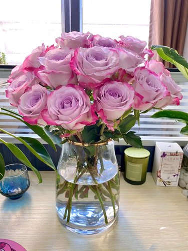 气场高级小众玫瑰粉紫双复色单头大花阳台庭院盆栽小苗（新品苗小-图0