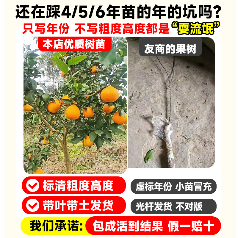 爱媛38号树苗果冻橙子树苗橘子象山红美人桔子嫁接果苗当年结果