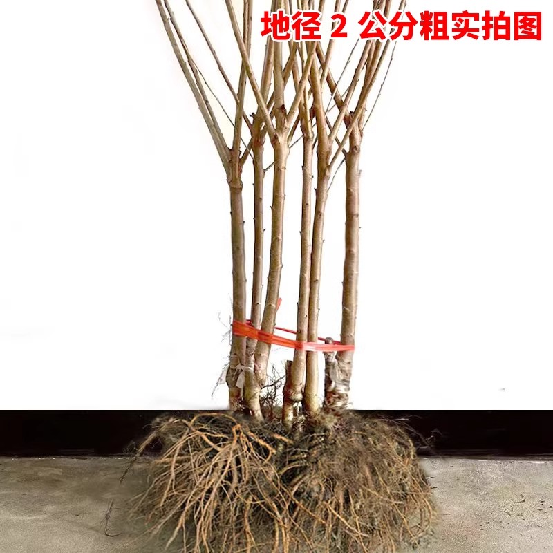 正宗车厘子树苗大樱桃树苗果树果苗嫁接矮化盆栽水果树南方北种植