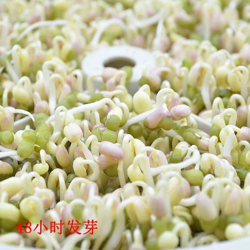 发豆芽专用绿豆生豆芽长绿豆芽小粒中粒非转基因水培发芽豆可食用,淘宝优惠券,粉丝福利购,淘宝优惠卷