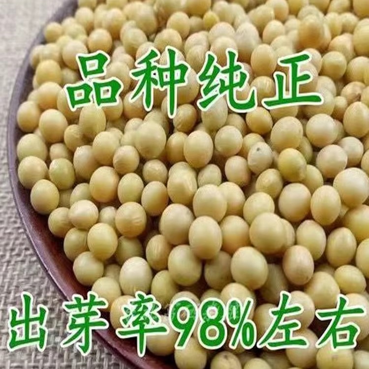 东北极小粒珍珠粒金黄豆690纳豆专用豆浆豆腐发豆芽非转基因芽豆 - 图0
