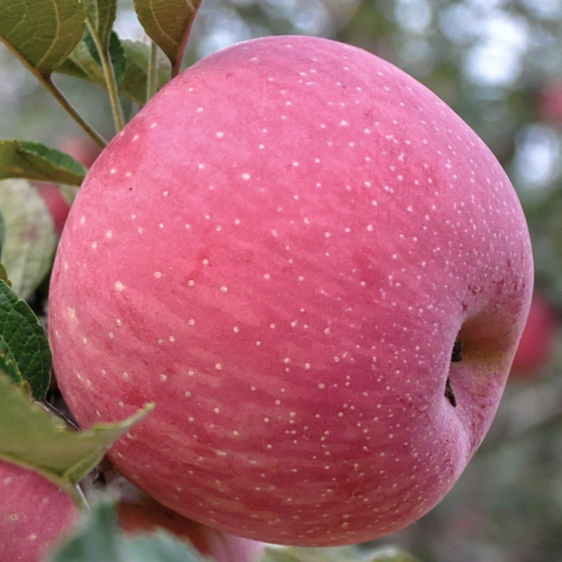 洛川红富士苹果水果新鲜脆甜当季整箱10斤包邮陕西延安冰糖心平果