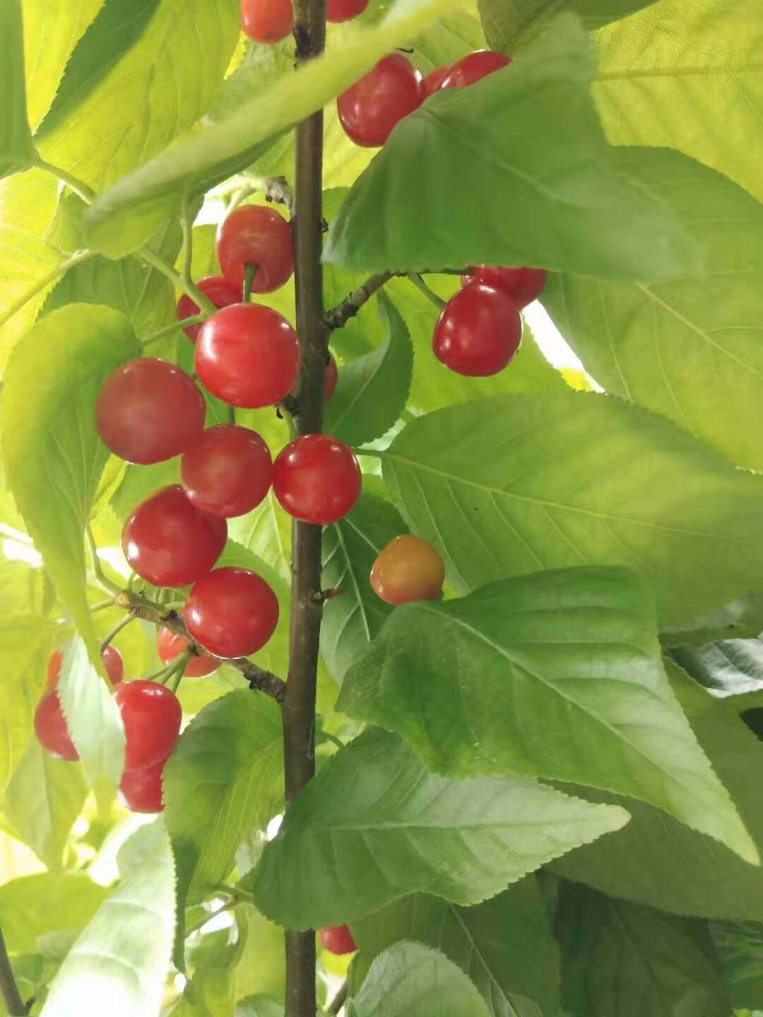 四川樱桃树苗嫁接树苗玛瑙红樱桃树苗乌克兰樱桃红妃樱桃基地直发,淘宝优惠券,粉丝福利购,淘宝优惠卷