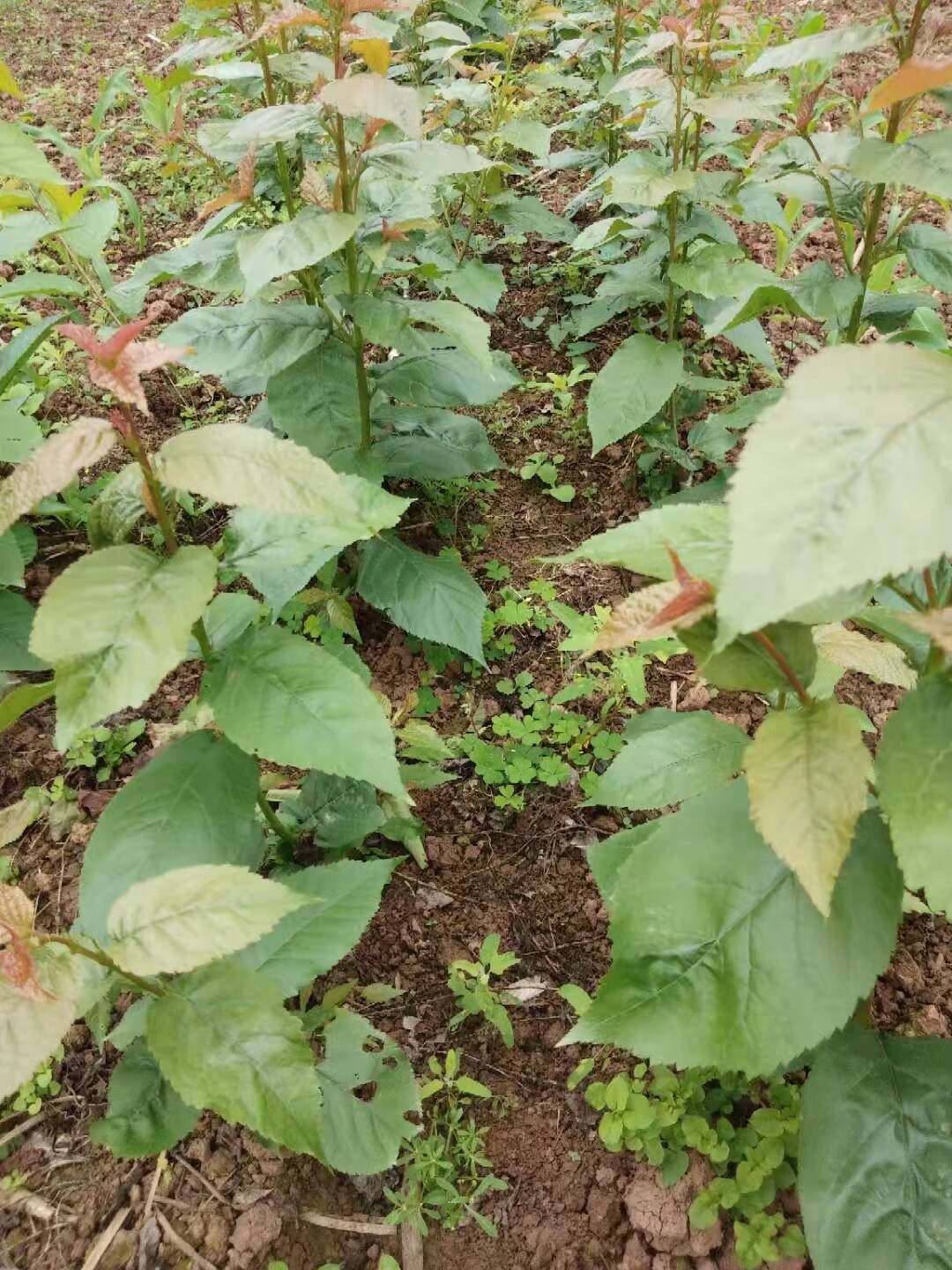 四川樱桃树苗嫁接树苗玛瑙红樱桃树苗乌克兰樱桃红妃樱桃基地直发,淘宝优惠券,粉丝福利购,淘宝优惠卷