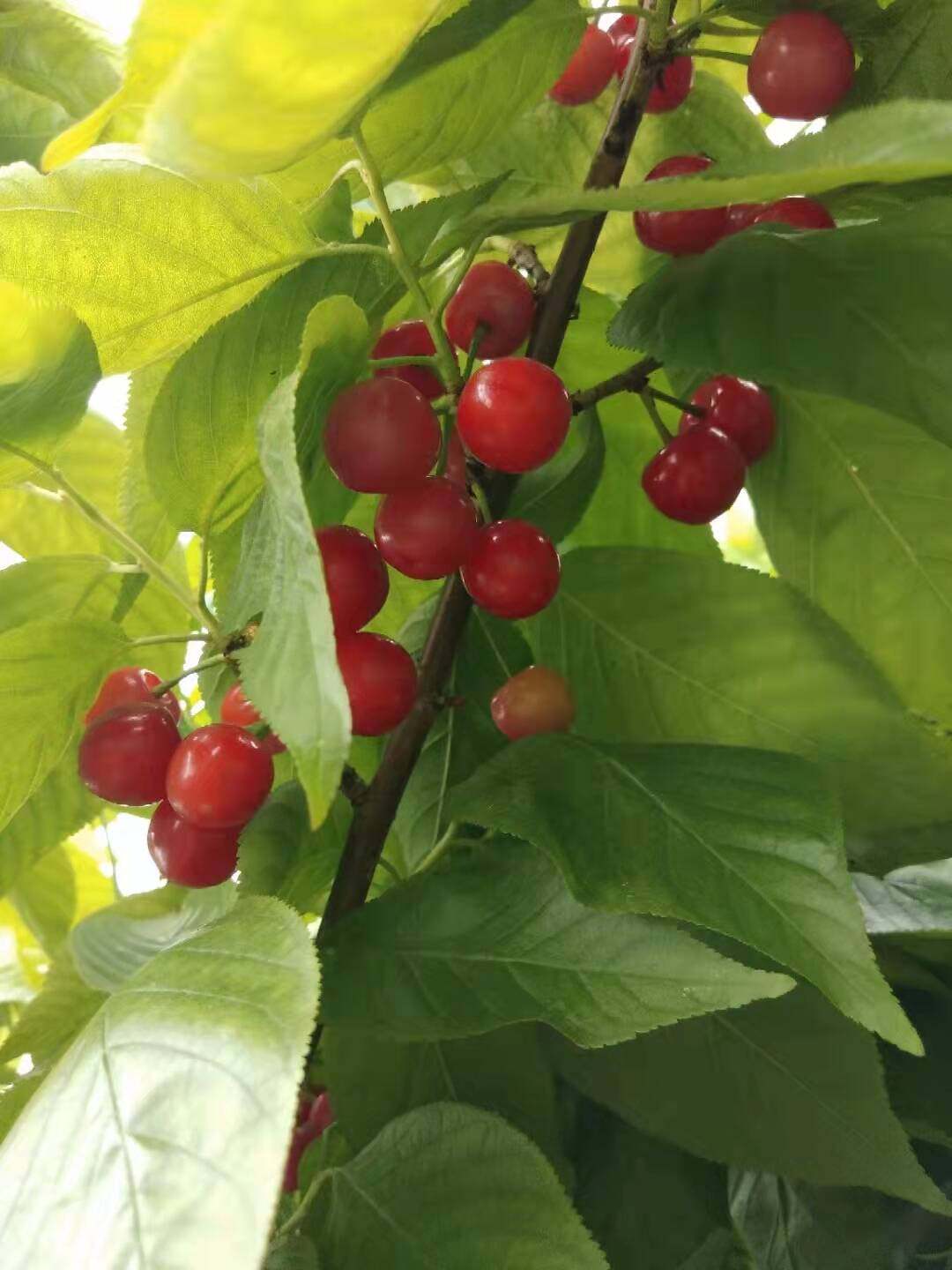 四川樱桃树苗嫁接树苗玛瑙红樱桃树苗乌克兰樱桃红妃樱桃基地直发,淘宝优惠券,粉丝福利购,淘宝优惠卷