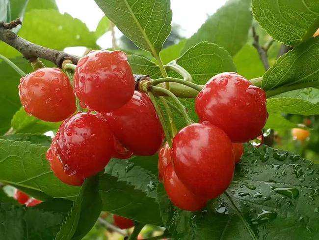 四川樱桃树苗嫁接树苗玛瑙红樱桃树苗乌克兰樱桃红妃樱桃基地直发,淘宝优惠券,粉丝福利购,淘宝优惠卷