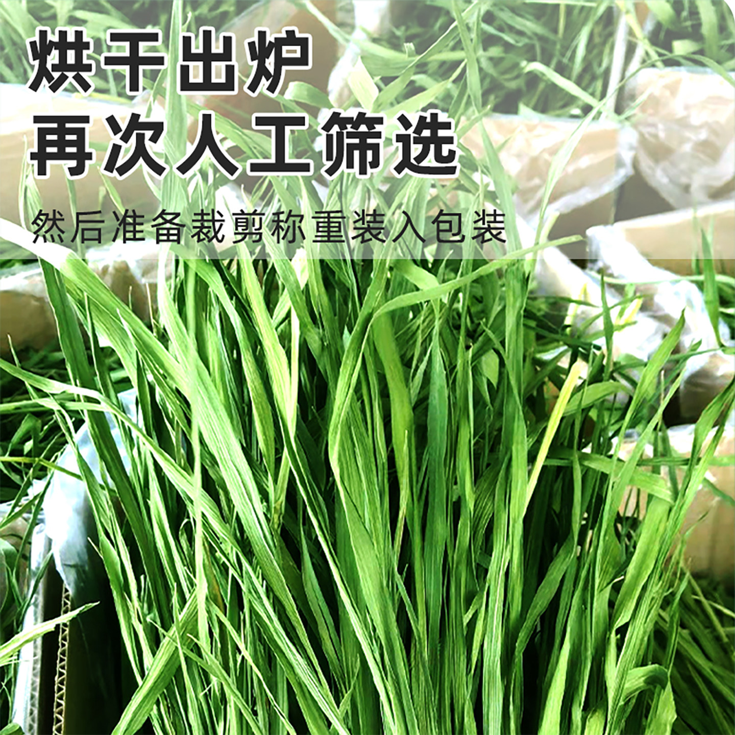 提摩西草烘干草牛宠提草兔子粮食荷兰猪草料进口加提美提北提兔草