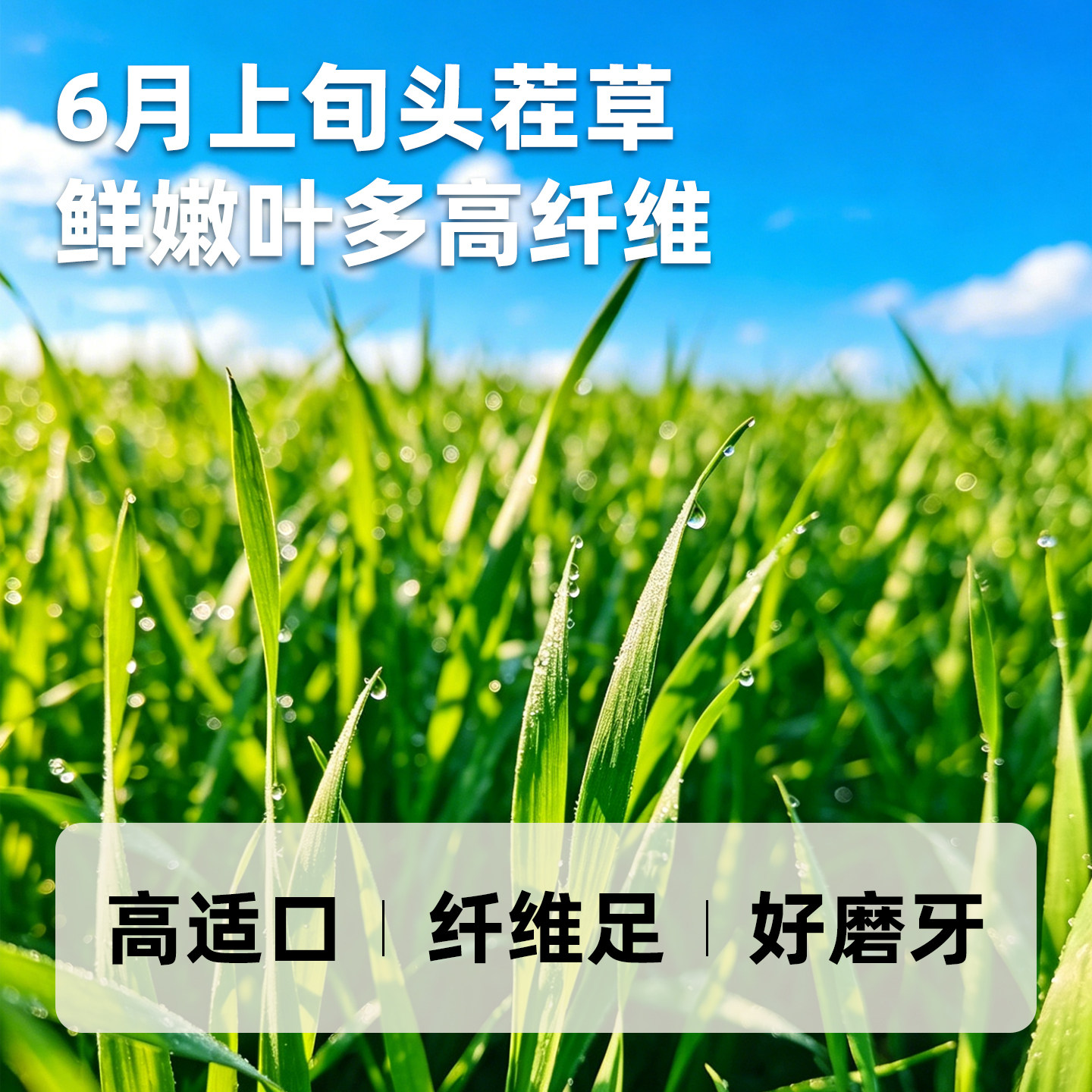 提摩西草烘干牛宠高纤维荷兰猪粮幼兔豚鼠粮兔子专用饲料提草兔粮