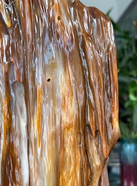 树化玉硅化木摆件冰种木化石509903客厅木化玉缅甸树化石客厅奇石