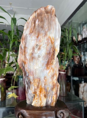 树化玉硅化木摆件冰种木化石400123客厅木化玉缅甸树化石客厅奇石