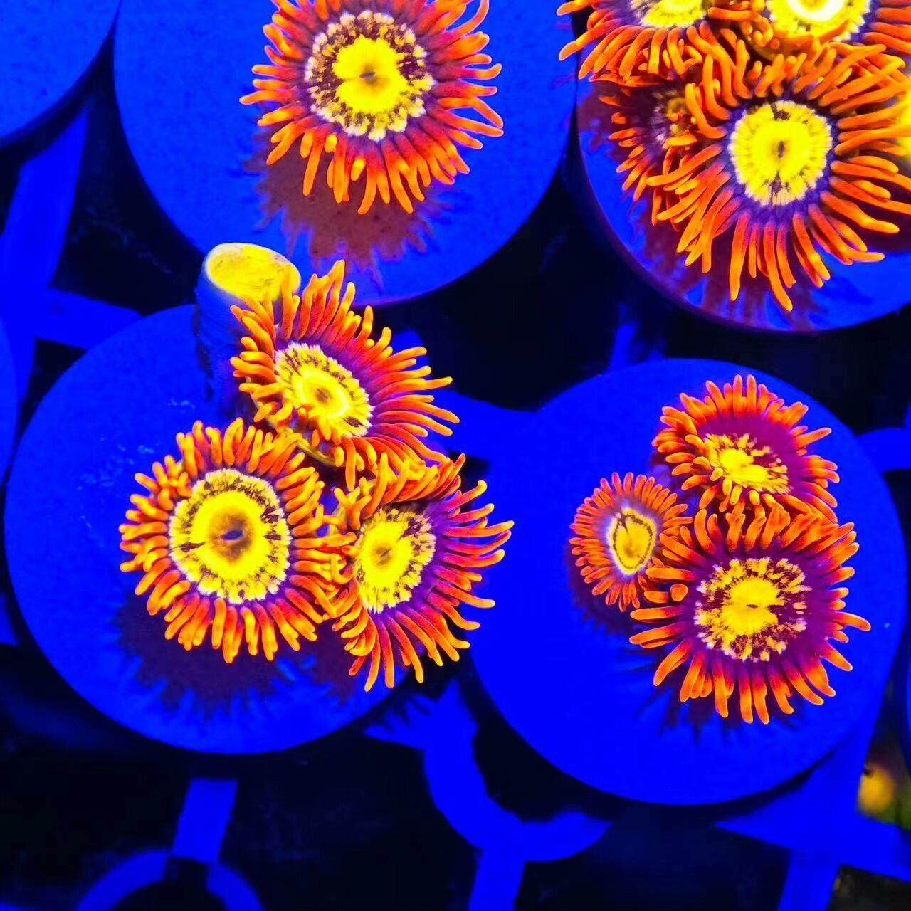 金芯橙红纽扣珊瑚新手缸入门海水缸人工生物软体lps海水生物拼盘,淘宝优惠券,粉丝福利购,淘宝优惠卷