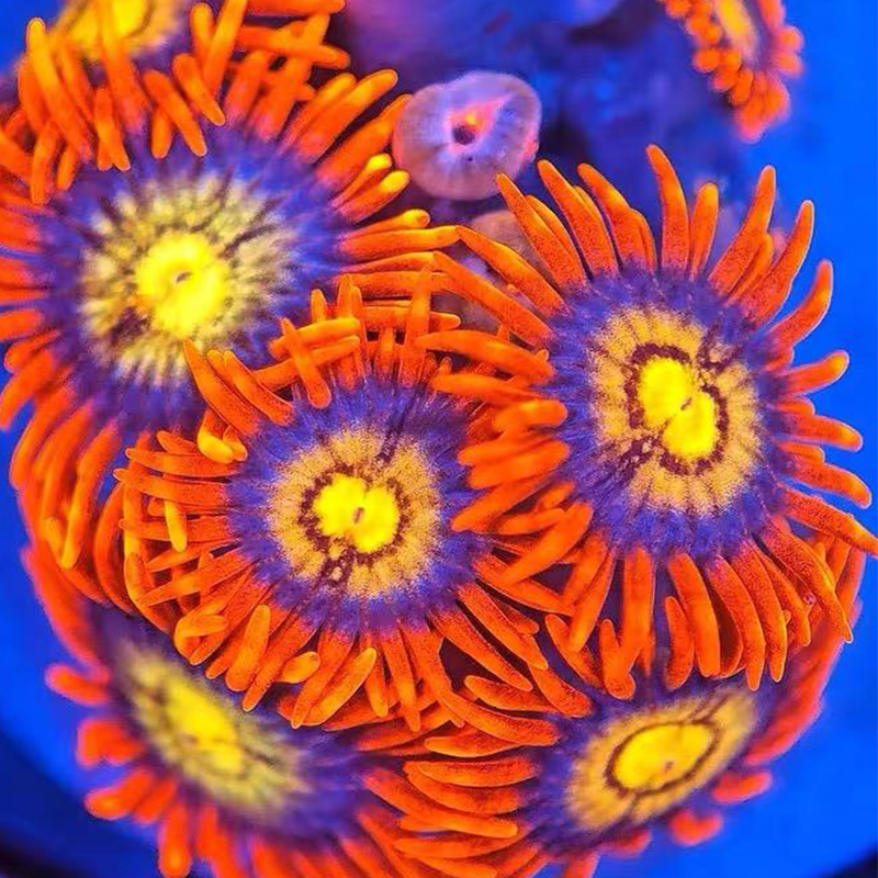 金芯橙红纽扣珊瑚新手缸入门海水缸人工生物软体lps海水生物拼盘,淘宝优惠券,粉丝福利购,淘宝优惠卷