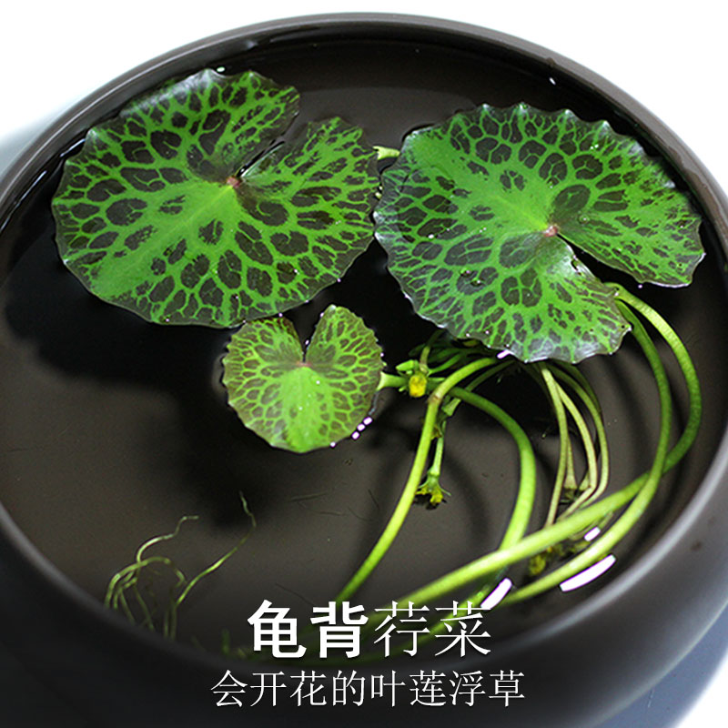 鱼缸浮草水草 新人首单立减十元 22年7月 淘宝海外