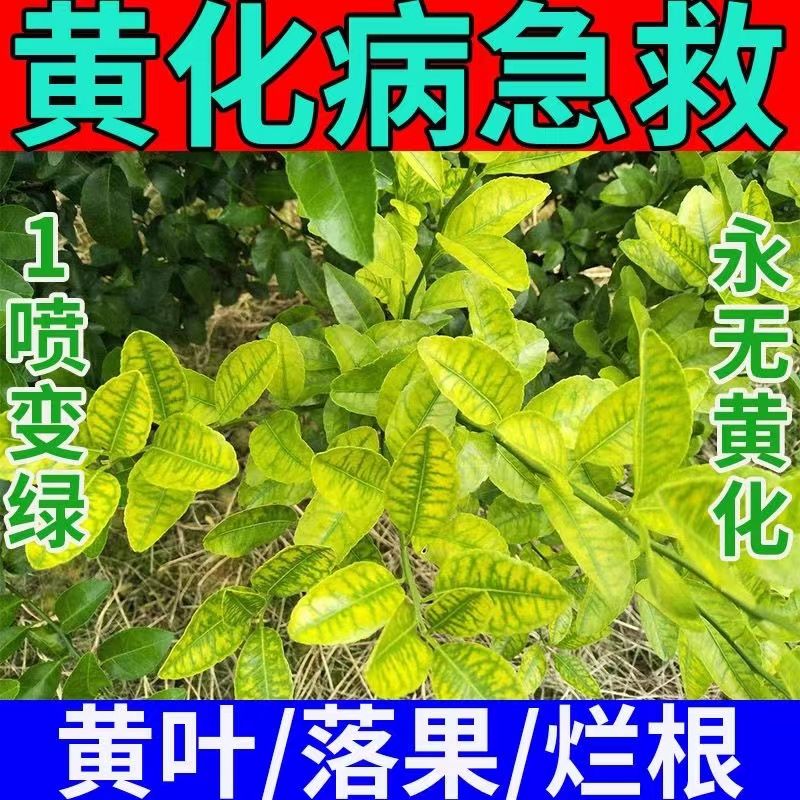 【急救黄化】黄化病专用药严重黄叶黄斑黄龙病果树柑橘桔树通用-图1