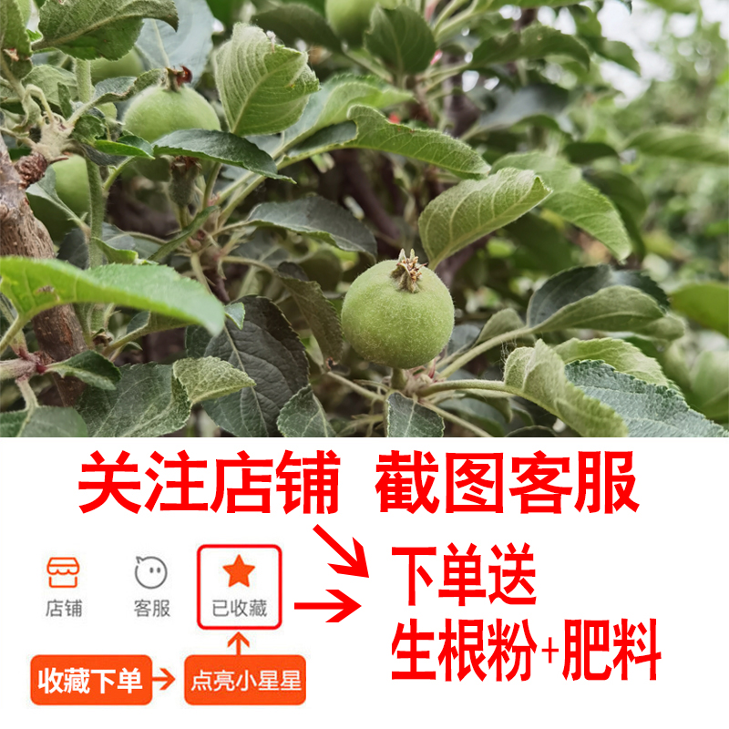 新品种盆栽水果苗矮化苹果树苗盆景南北方种植老桩嫁接果树果苗 - 图0