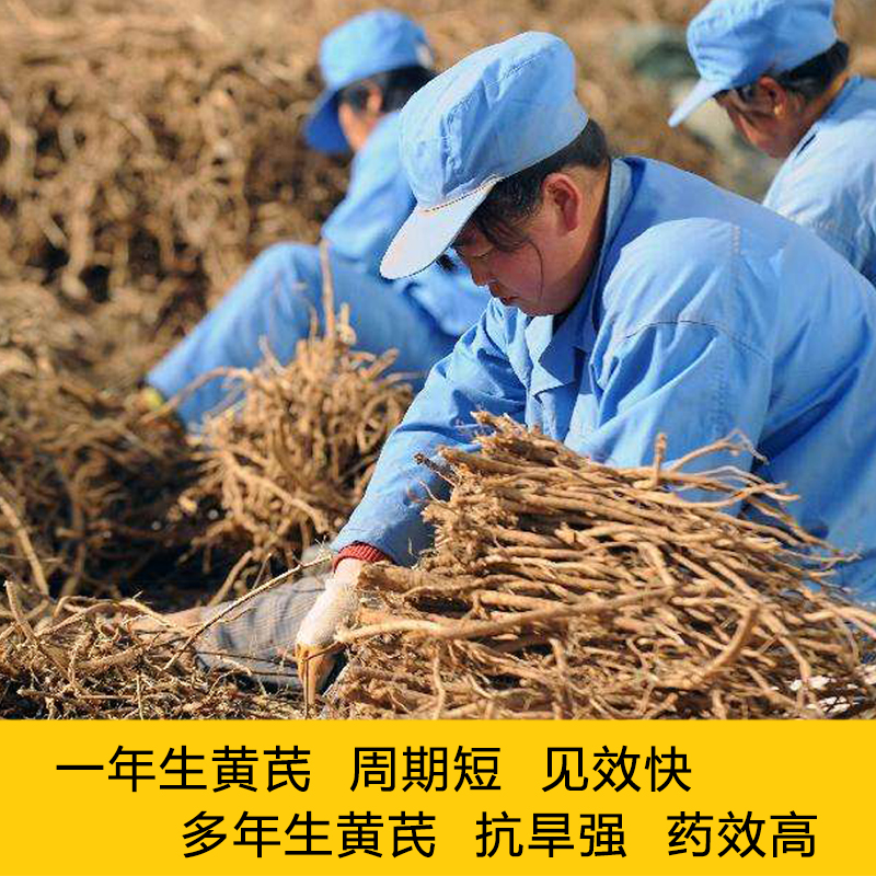 黄芪种子中药材内蒙黄芪种籽500克铁芪棉芪种植苗当归党参枸杞孑