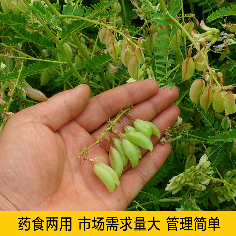 黄芪种子中药材内蒙黄芪种籽500克铁芪棉芪种植苗当归党参枸杞孑