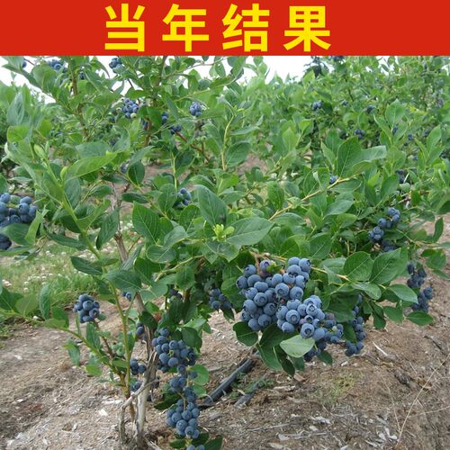 奥尼尔蓝莓苗 全国适宜 香味浓郁的南高丛蓝莓庭院盆栽地栽果树苗 - 图2