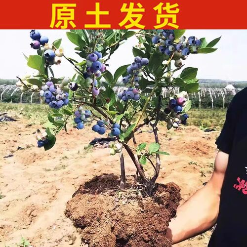 奥尼尔蓝莓苗 全国适宜 香味浓郁的南高丛蓝莓庭院盆栽地栽果树苗 - 图0