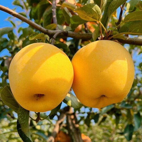 嫁接维纳斯黄金苹果树果苗晚熟南北方庭院盆栽地栽奶油大苹果树苗 - 图1