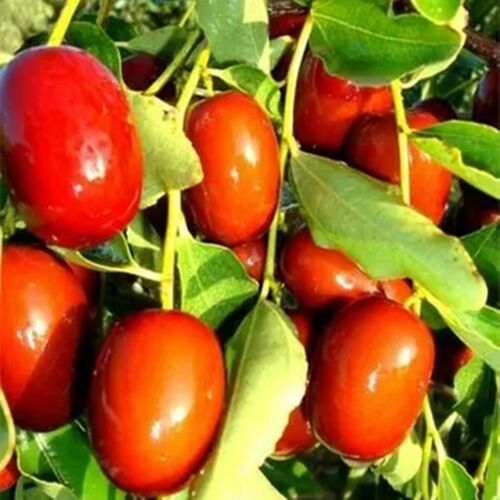无核金丝小枣树苗南北方种植嫁接甜枣树活苗庭院盆栽地栽当年结果 - 图0