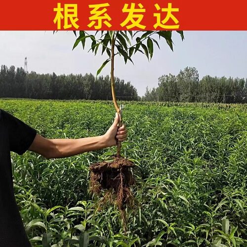 蟠桃树果苗嫁接中油蟠7-7彩虹油蟠桃苗中油蟠9号桃树果苗7-6蟠桃 - 图1