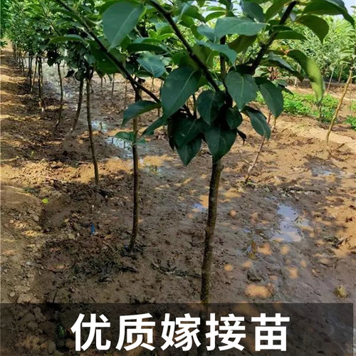 库尔勒香梨树苗 嫁接梨树苗 新疆香梨果树苗当年结果南方北方种植 - 图0