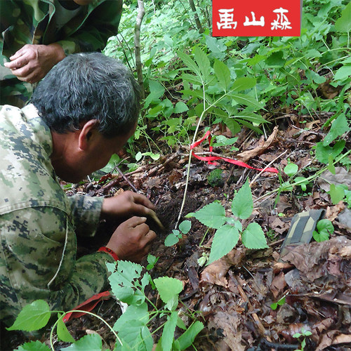 长白山野山参东北林下参新鲜人参泡酒专用微残参野生老山参15年 - 图2