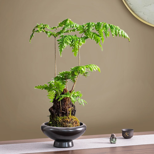 苔藓球花盆水培器皿红磷绿植蕨类托盘黑色侘寂风无孔陶瓷桌面摆件 - 图1