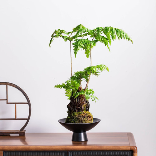 苔藓球花盆水培器皿红磷绿植蕨类托盘黑色侘寂风无孔陶瓷桌面摆件 - 图0