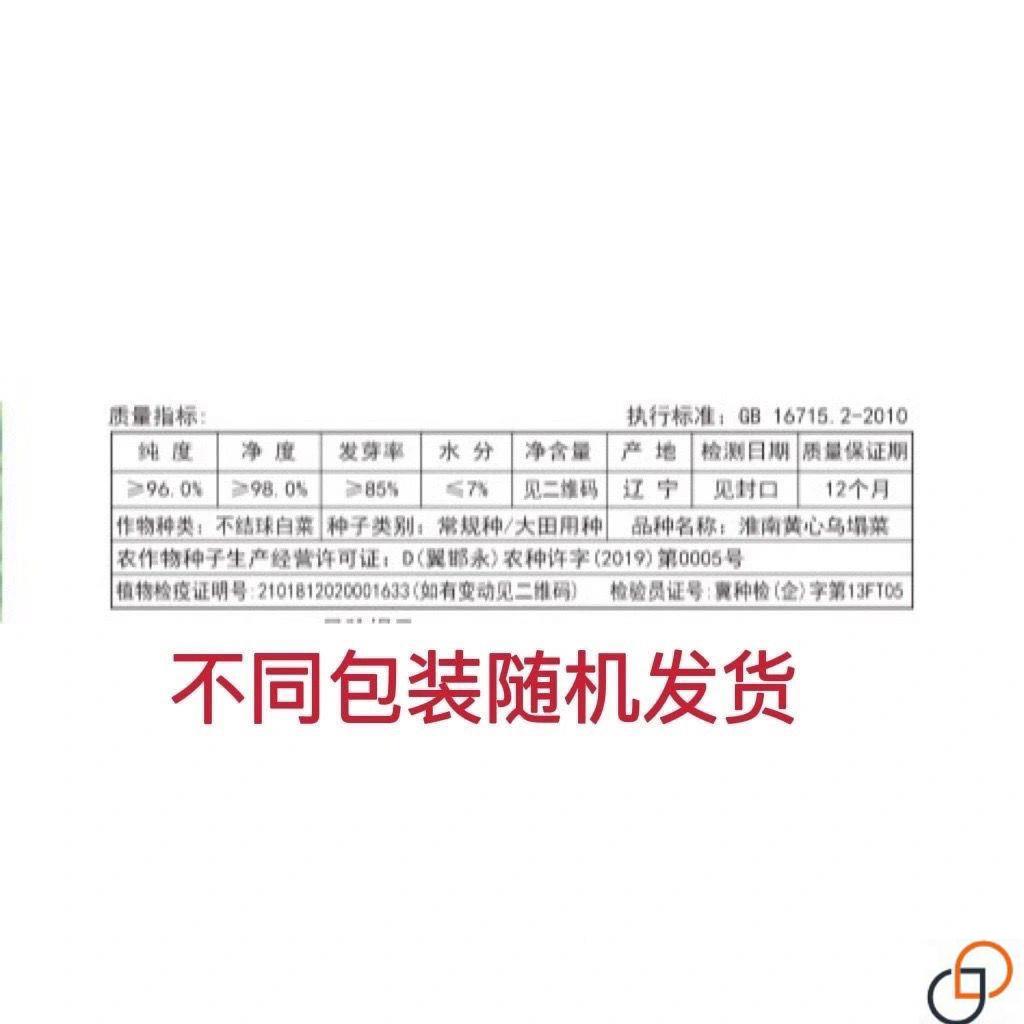 心塌乌菜种子种耐寒黄心菜种籽CJZ菊花心菜籽黄种易黄金乌蔬菜种