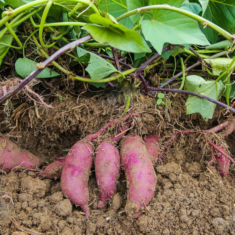 新鲜10斤沙地农家自种紫心板栗红薯 功夫侠番薯