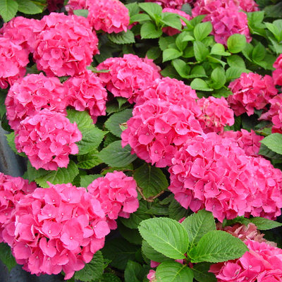 特大绣球花苗盆栽老桩四季变色无尽夏八仙花苗庭院耐寒花卉植物 虎窝淘