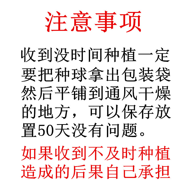 水培郁金香种球土培四季开花室内客厅外阳台花卉盆栽耐寒好养绿植