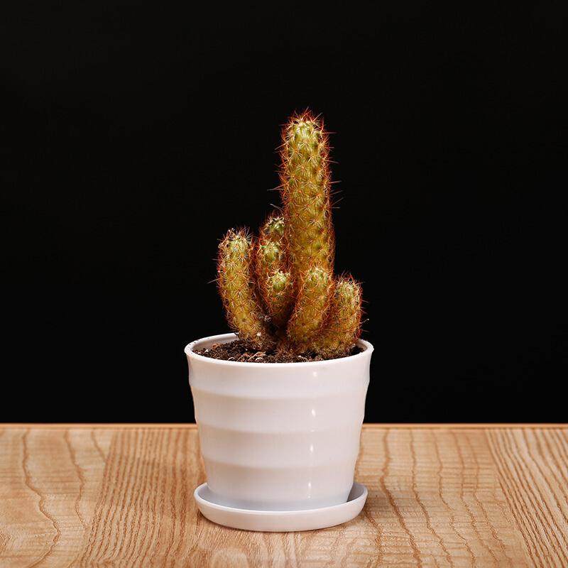 金手指仙人球多肉植物办公室内肉肉桌面绿植花卉盆栽